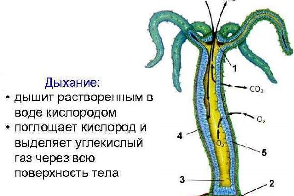 Ссылка на кракен тор магазин